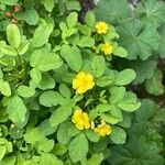 Oxalis frutescens Λουλούδι