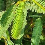 Chamaecrista mimosoides Hoja
