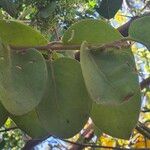 Erianthemum dregei Leaf