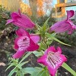 Penstemon barbatusBlodyn