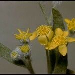 Baileya pauciradiata Floare