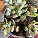 Cotyledon pendens Yaprak