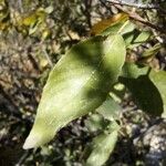 Combretum apiculatum Leaf