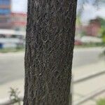 Melaleuca bracteata Bark