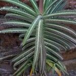 Euphorbia lathyris Leaf