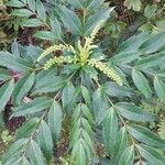 Mahonia fortunei Leaf