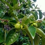 Diospyros virginiana Hoja