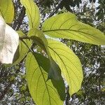 Ficus hispida Lehti