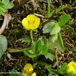 Potentilla brauneana Blomst