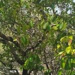 Trilepisium madagascariense Jani