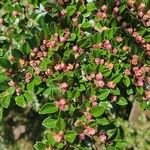 Cotoneaster horizontalisList