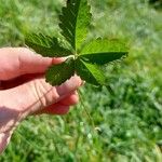 Potentilla reptansFolha