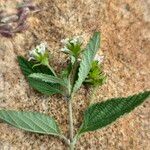 Lippia javanica Лист