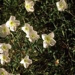 Oenothera albicaulis Vivejo