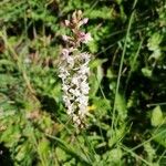 Gymnadenia odoratissima Λουλούδι