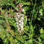 Gymnadenia odoratissima Flower