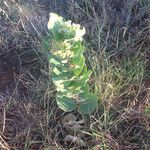 Asclepias latifolia ᱛᱟᱦᱮᱸ