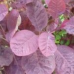 Cotinus obovatus Lehti