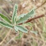 Sphaeralcea angustifolia Hoja