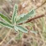 Sphaeralcea angustifolia Foglia