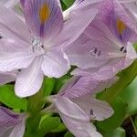 Pontederia crassipes Flor