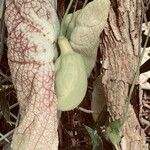 Aristolochia grandiflora 花