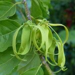 Cananga odorata Fruit