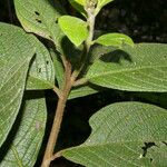 Heliotropium verdcourtii Leaf