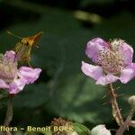 Rubus andegavensis Annet