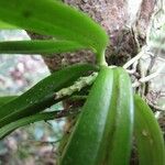 Trachoma papuanum Fruit