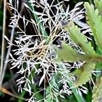 Agrostis capillaris Fruchs