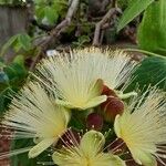 Caryocar brasiliense Blüte