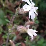 Silene latifoliaBlomst