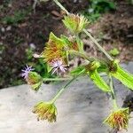 Elephantopus elatus Flower