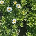 Leucanthemum ircutianum Квітка