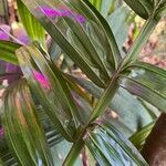 Areca catechu Leaf