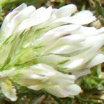 Astragalus depressus Květ