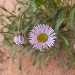 Erigeron clokeyi