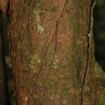 Erythroxylum citrifolium 樹皮