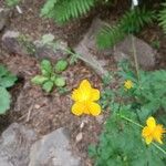 Trollius chinensis പുഷ്പം