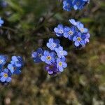 Myosotis sylvaticaFlower