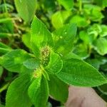 Acalypha aristata Hoja
