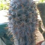Oreocereus trollii Yaprak