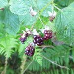 Rubus nessensis Other