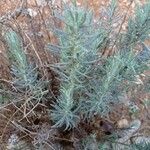 Helichrysum italicum Leaf