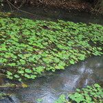 Nymphoides indica Leaf