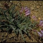 Penstemon speciosus Alkat (teljes növény)