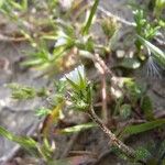 Cerastium diffusum Mosusu