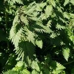 Urtica pilulifera Blatt