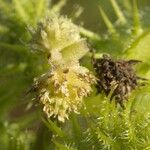 Xanthium orientale Цвят